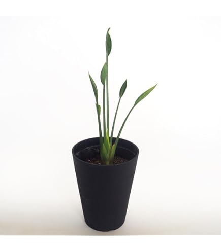 Amazon｜ストレリチア：ユンケア（ノンリーフ) 10.5cmロングポット1本